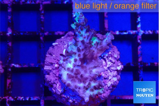 Acropora strawberry short cake 2-4 cm WYSIWYG acclimaté