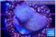 Sarcophython full neon green polyps Australia 2-4 cm WYSIWYG acclimaté
