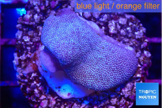 Sarcophython full neon green polyps Australia 2-4 cm WYSIWYG acclimaté