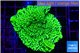 Montipora green 4-6 cm WYSIWYG acclimaté