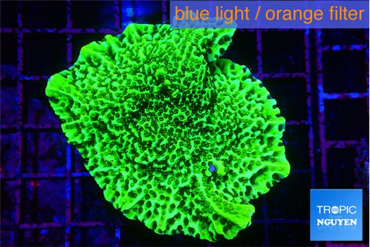 Montipora green 4-6 cm WYSIWYG acclimaté