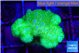 Pocillopora verrucosa toxic green 2-3 cm WYSIWYG acclimaté