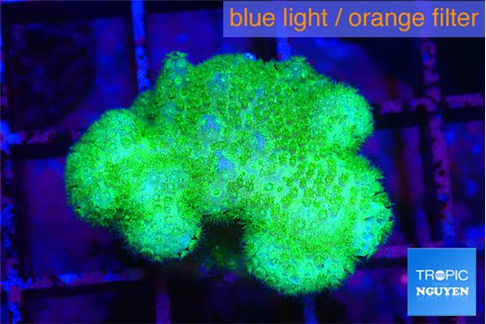 Pocillopora verrucosa toxic green 2-3 cm WYSIWYG acclimaté