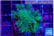 Acropora gemmifera green & purple tip 3-5 cm WYSIWYG acclimaté