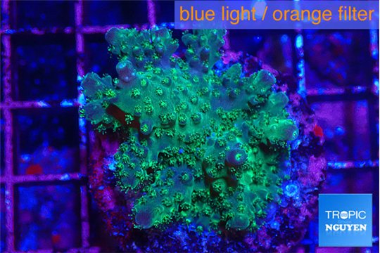 Acropora gemmifera green & purple tip 3-5 cm WYSIWYG acclimaté