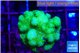 Pocillopora verrucosa toxic green 3-4 cm WYSIWYG acclimaté