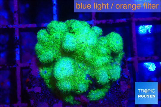Pocillopora verrucosa toxic green 3-4 cm WYSIWYG acclimaté