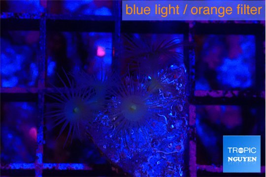 Parazoanthus gracilis yellow polyps 1-2 cm WYSIWYG acclimaté