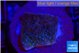 Montipora purple & blue polyps 2-3 cm WYSIWYG acclimaté