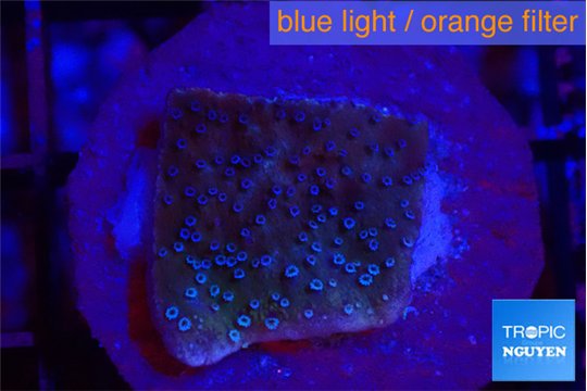 Montipora purple & blue polyps 2-3 cm WYSIWYG acclimaté