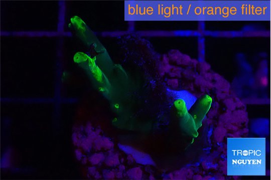 Acropora caroliniana banana 2-3 cm WYSIWYG acclimaté