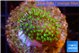 Sarcophython full neon green polyps Australia 3-4 cm WYSIWYG acclimaté