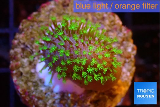 Sarcophython full neon green polyps Australia 3-4 cm WYSIWYG acclimaté