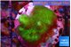 Pocillopora verrucosa toxic green 2-4 cm WYSIWYG acclimaté
