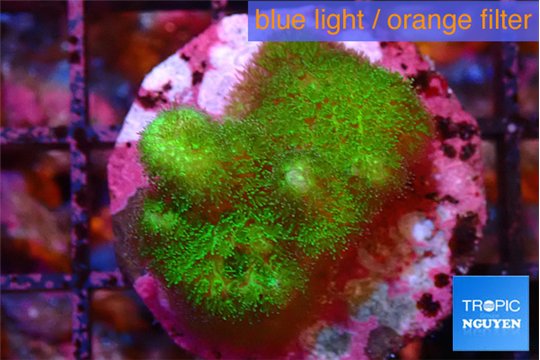 Pocillopora verrucosa toxic green 2-4 cm WYSIWYG acclimaté