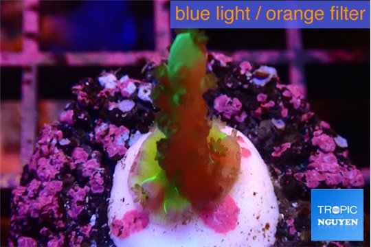 Acropora green 1-2 cm WYSIWYG acclimaté