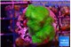 Pocillopora verrucosa toxic green 2-4 cm WYSIWYG acclimaté