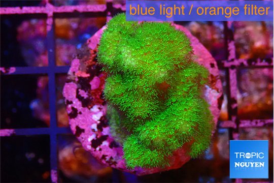 Pocillopora verrucosa toxic green 2-4 cm WYSIWYG acclimaté