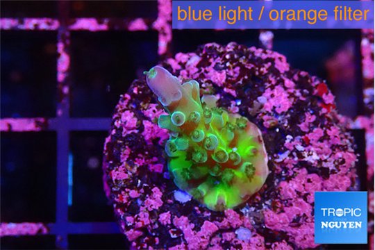 Acropora green & purple tip 2-3 cm WYSIWYG acclimaté