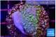 Sarcophython full neon green polyps Australia 2-4 cm WYSIWYG acclimaté