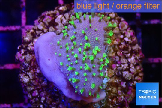 Sarcophython full neon green polyps Australia 2-4 cm WYSIWYG acclimaté