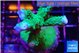 Acropora green purple tip 4-6 cm WYSIWYG acclimaté