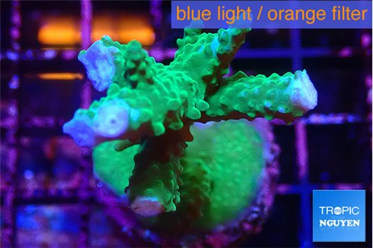 Acropora green purple tip 4-6 cm WYSIWYG acclimaté