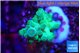 Acropora green & blue ice Fijii 2-3 cm WYSIWYG acclimaté