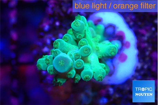 Acropora green & blue ice Fijii 2-3 cm WYSIWYG acclimaté