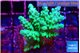 Acropora green & blue ice Fijii 4-5 cm WYSIWYG acclimaté