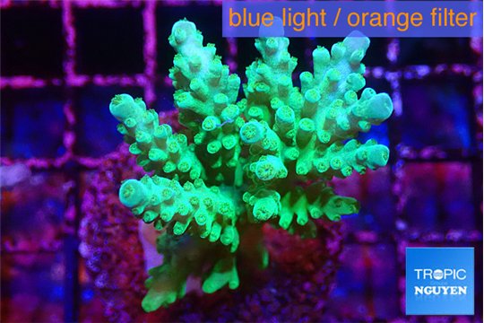 Acropora green & blue ice Fijii 4-5 cm WYSIWYG acclimaté