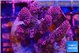 Acropora hyacinthus pink 6-8 cm WYSIWYG acclimaté