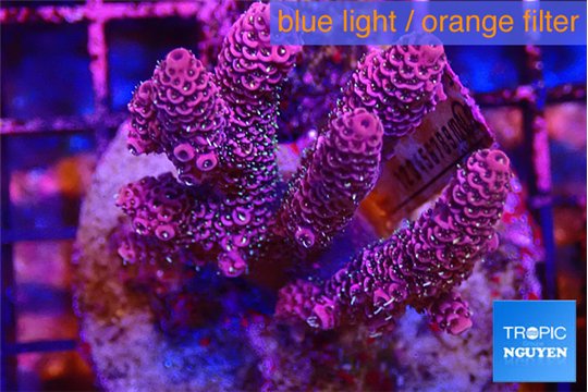Acropora hyacinthus pink 6-8 cm WYSIWYG acclimaté
