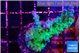Acropora green purple tip 4-5 cm WYSIWYG acclimaté