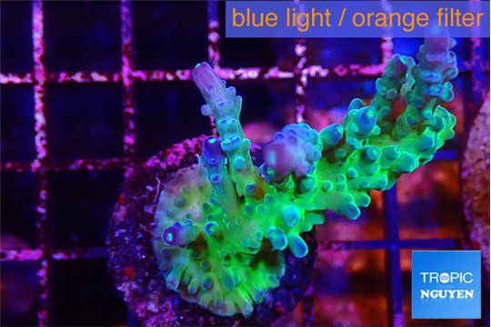 Acropora green purple tip 4-5 cm WYSIWYG acclimaté