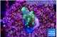 Acropora green & yellow 1-2 cm WYSIWYG acclimaté