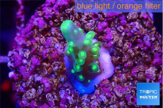 Acropora green & yellow 1-2 cm WYSIWYG acclimaté