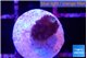 Acropora purple 1-2 cm WYSIWYG acclimaté