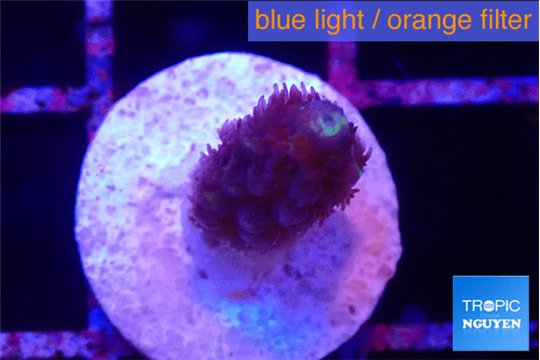 Acropora purple 1-2 cm WYSIWYG acclimaté