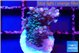 Acropora purple & blue ice polyps 2-3 cm WYSIWYG acclimaté