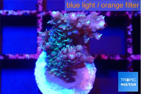 Acropora purple & blue ice polyps 2-3 cm WYSIWYG acclimaté