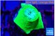 Duncanopsammia green 1 polyp WYSIWYG acclimaté