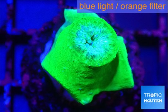 Duncanopsammia green 1 polyp WYSIWYG acclimaté
