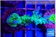Acropora green & purple tip 3-5 cm WYSIWYG acclimaté