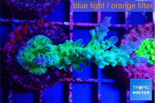 Acropora green & purple tip 3-5 cm WYSIWYG acclimaté