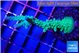 Acropora green & purple tip 3-5 cm WYSIWYG acclimaté