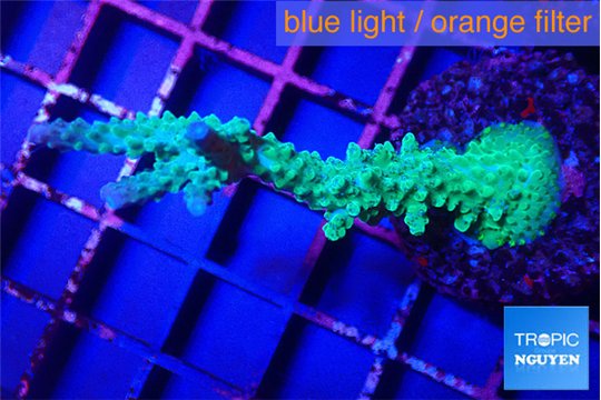 Acropora green & purple tip 3-5 cm WYSIWYG acclimaté