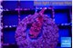 Acropora full pink Fijii 2 cm WYSIWYG acclimaté