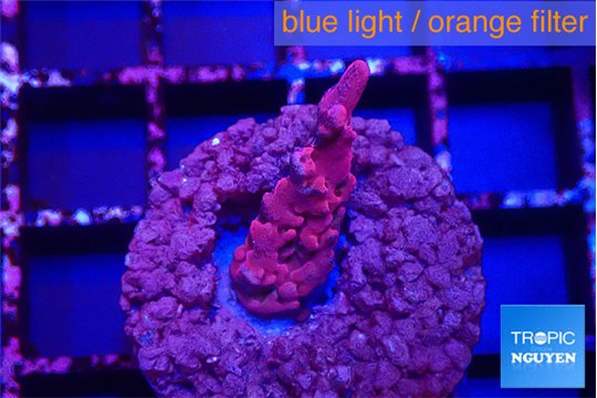 Acropora full pink Fijii 2 cm WYSIWYG acclimaté