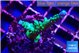 Acropora green & purple tip 3-4 cm WYSIWYG acclimaté